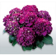 Гортензия Hydrangea RED BEAUTY LILA